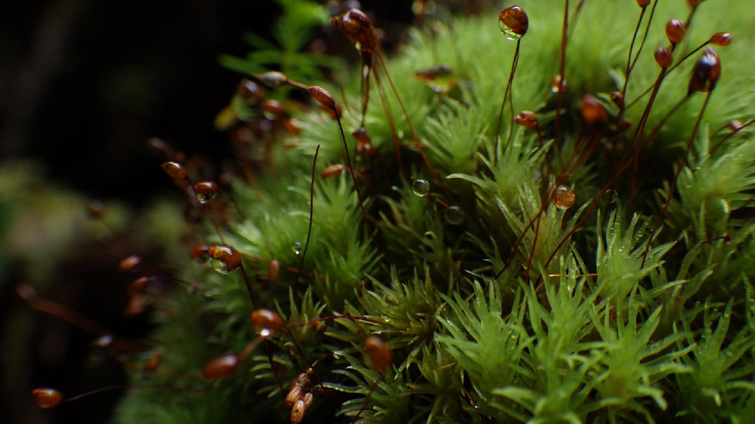 城東社中のホームページ