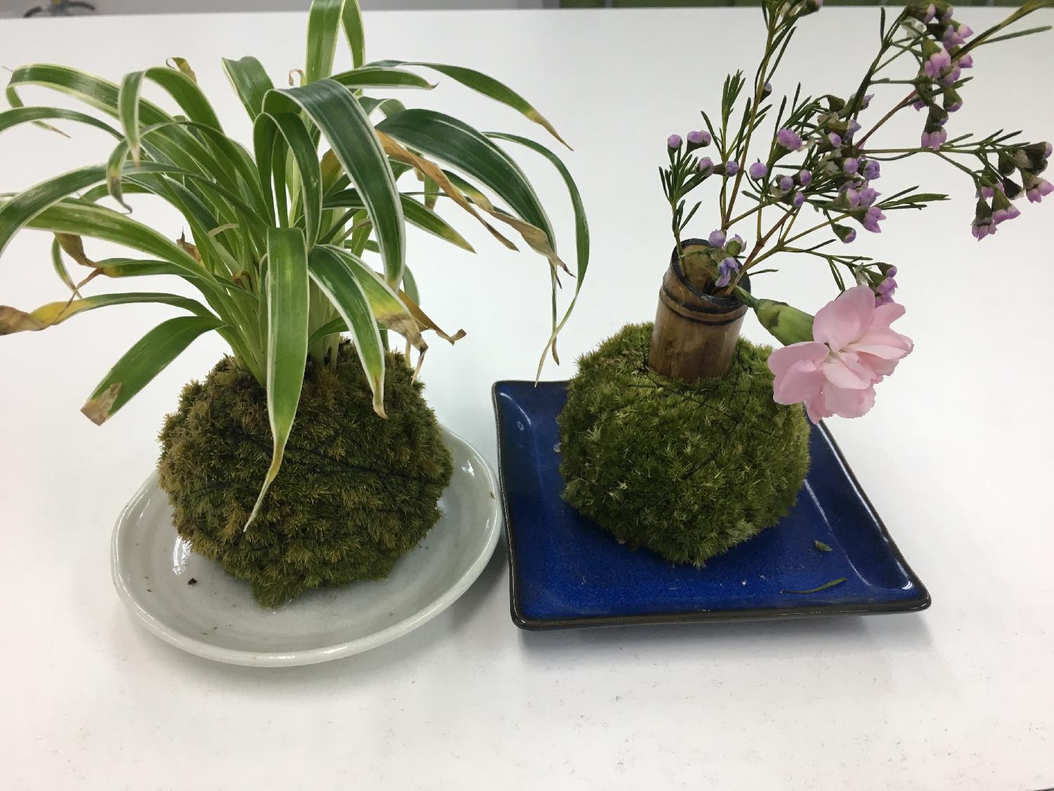 苔玉の作り方