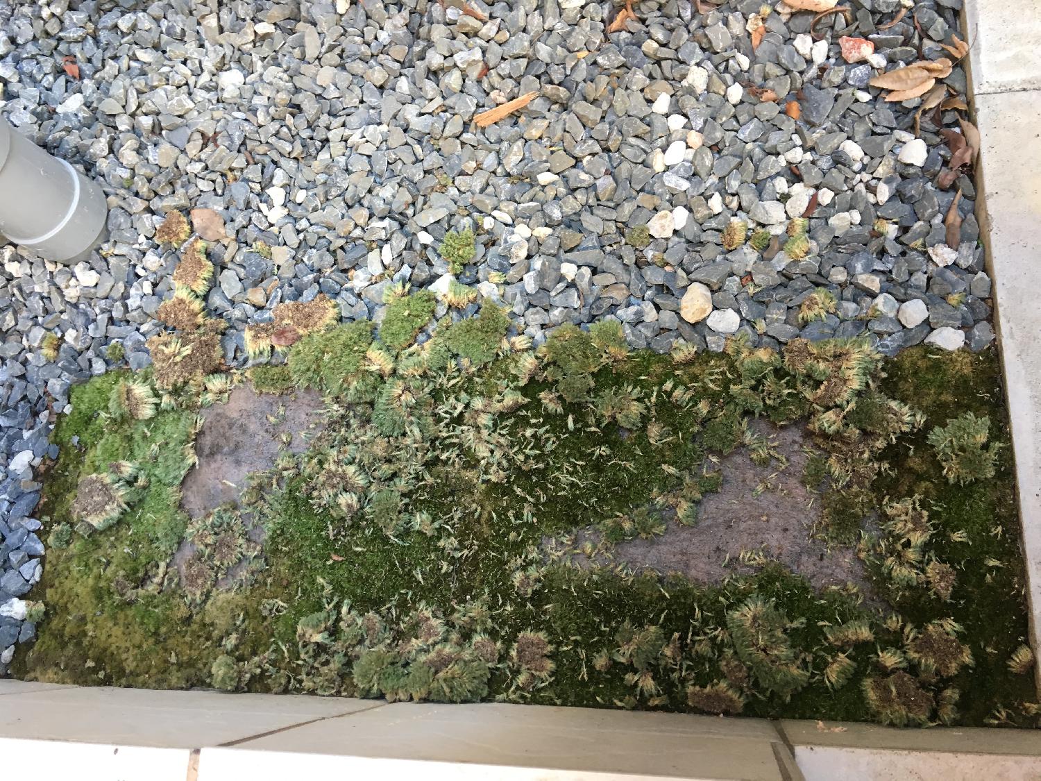 猫とまらず、猫おそるべし