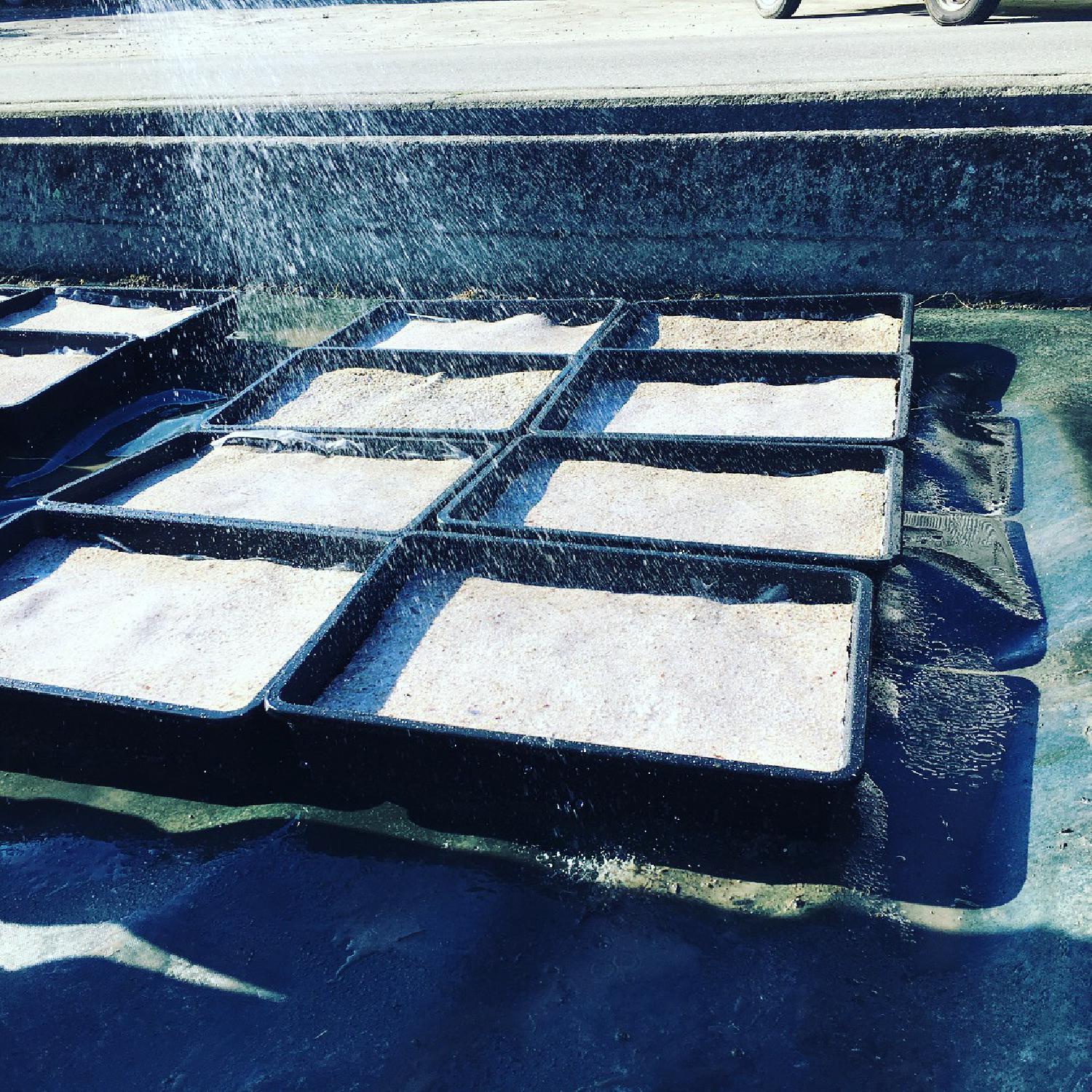 新　圃場ようやくスタート！栽培の必要性とは