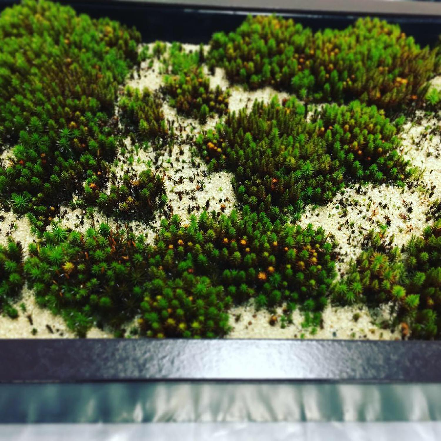 庭園のスギゴケ講習会 in 大阪