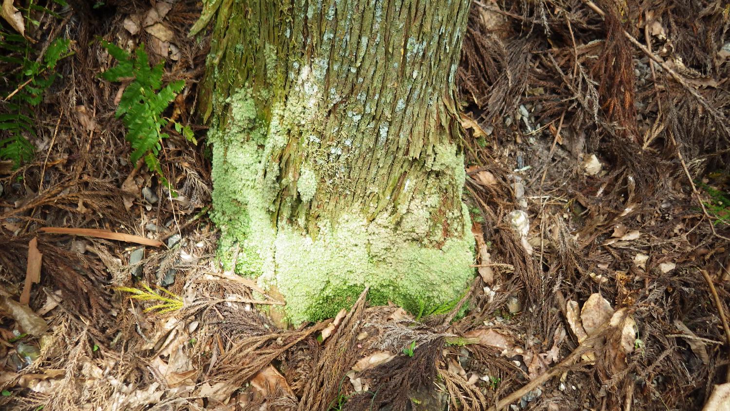 苔の基本特性について