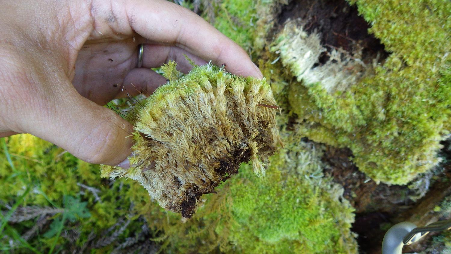 苔の基本特性について３