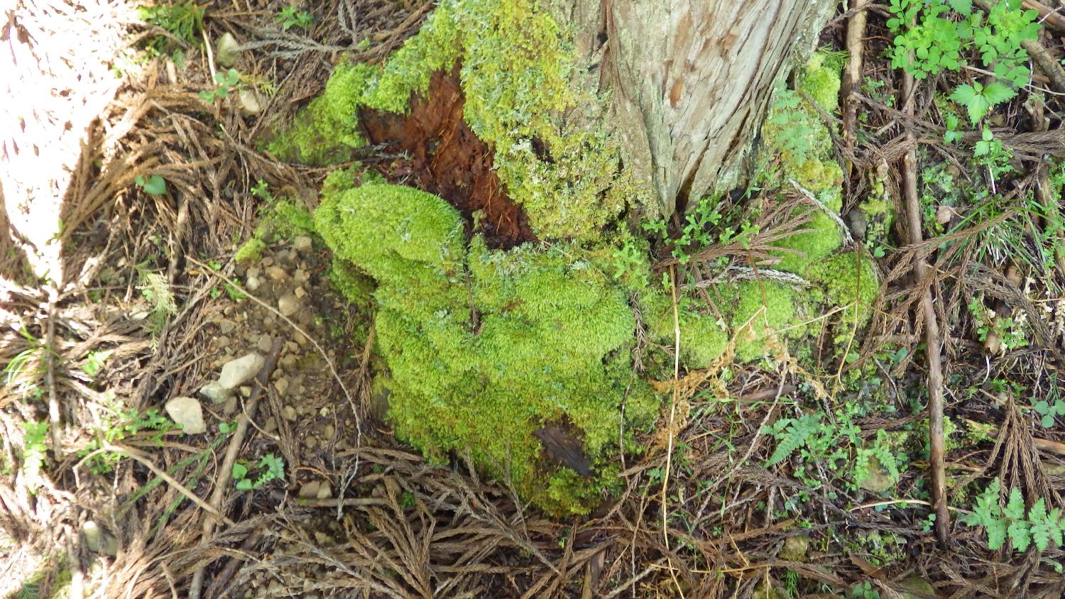 ホソバオキナゴケの特性