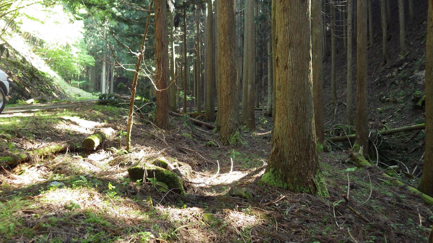 コケブームの到来？