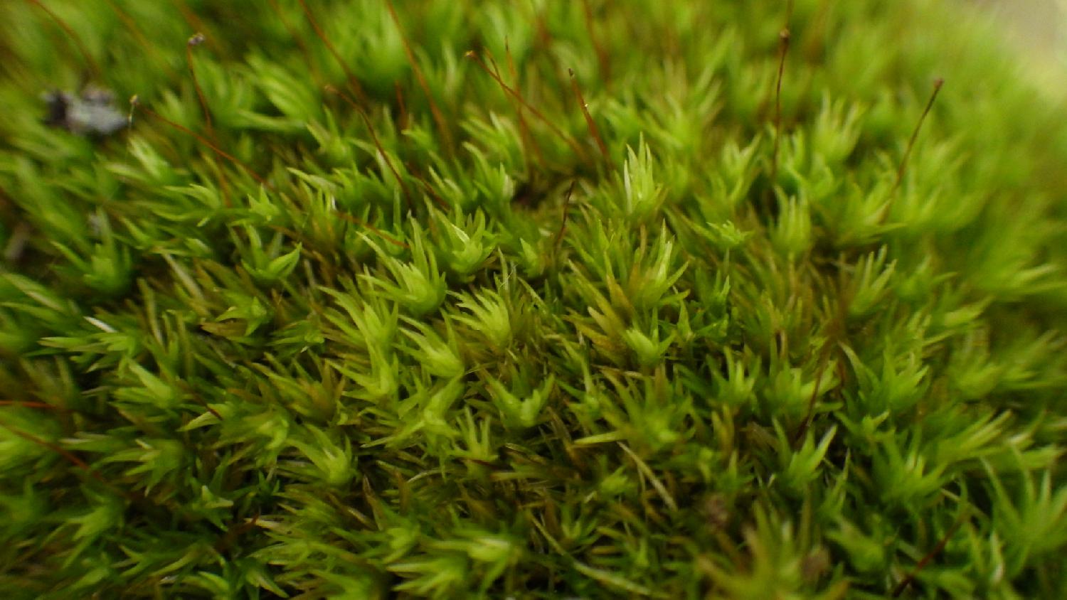 ホソバオキナゴケの特性２