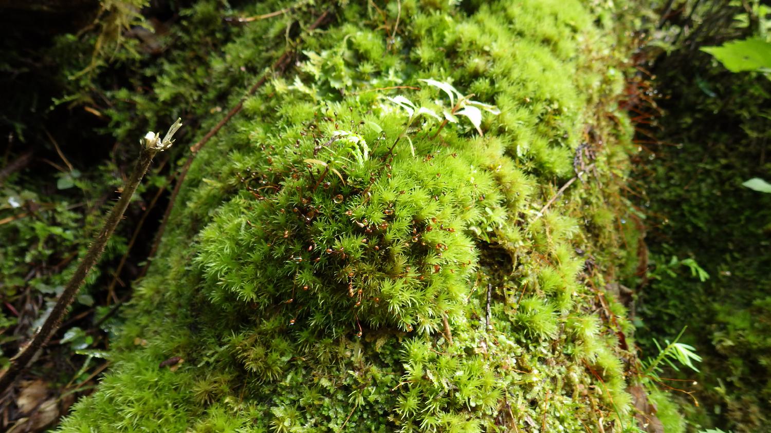 フィールドワークのゴール