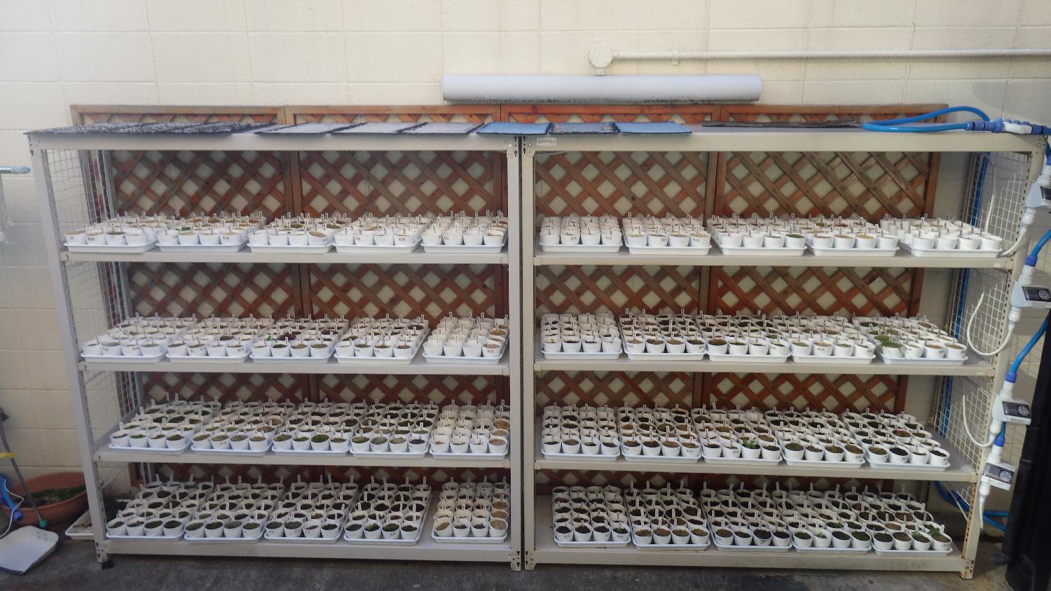 1,000ポット採取終了