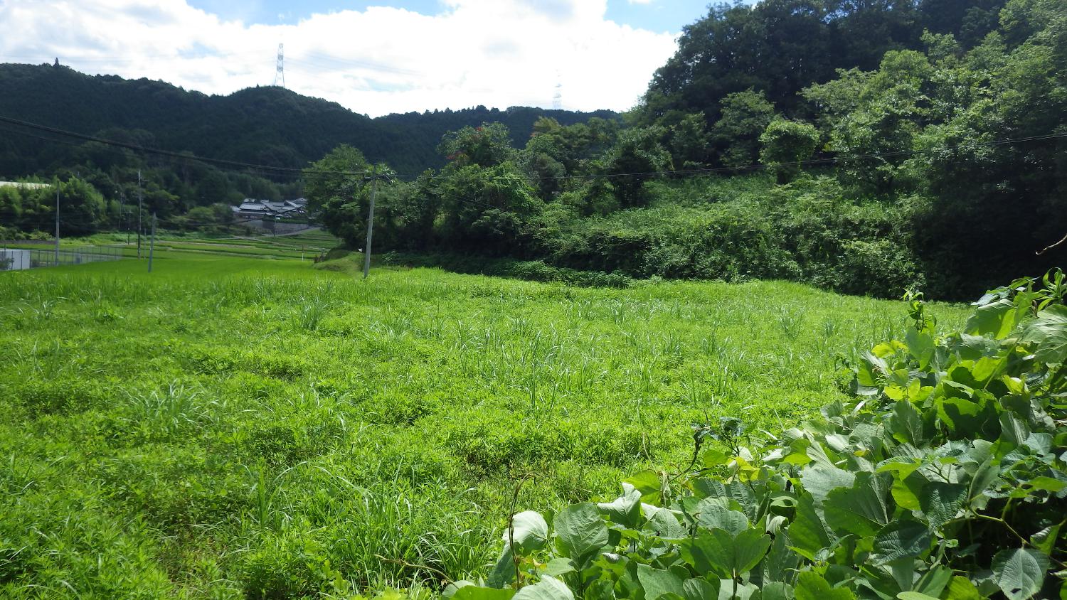 栽培圃場の決定！