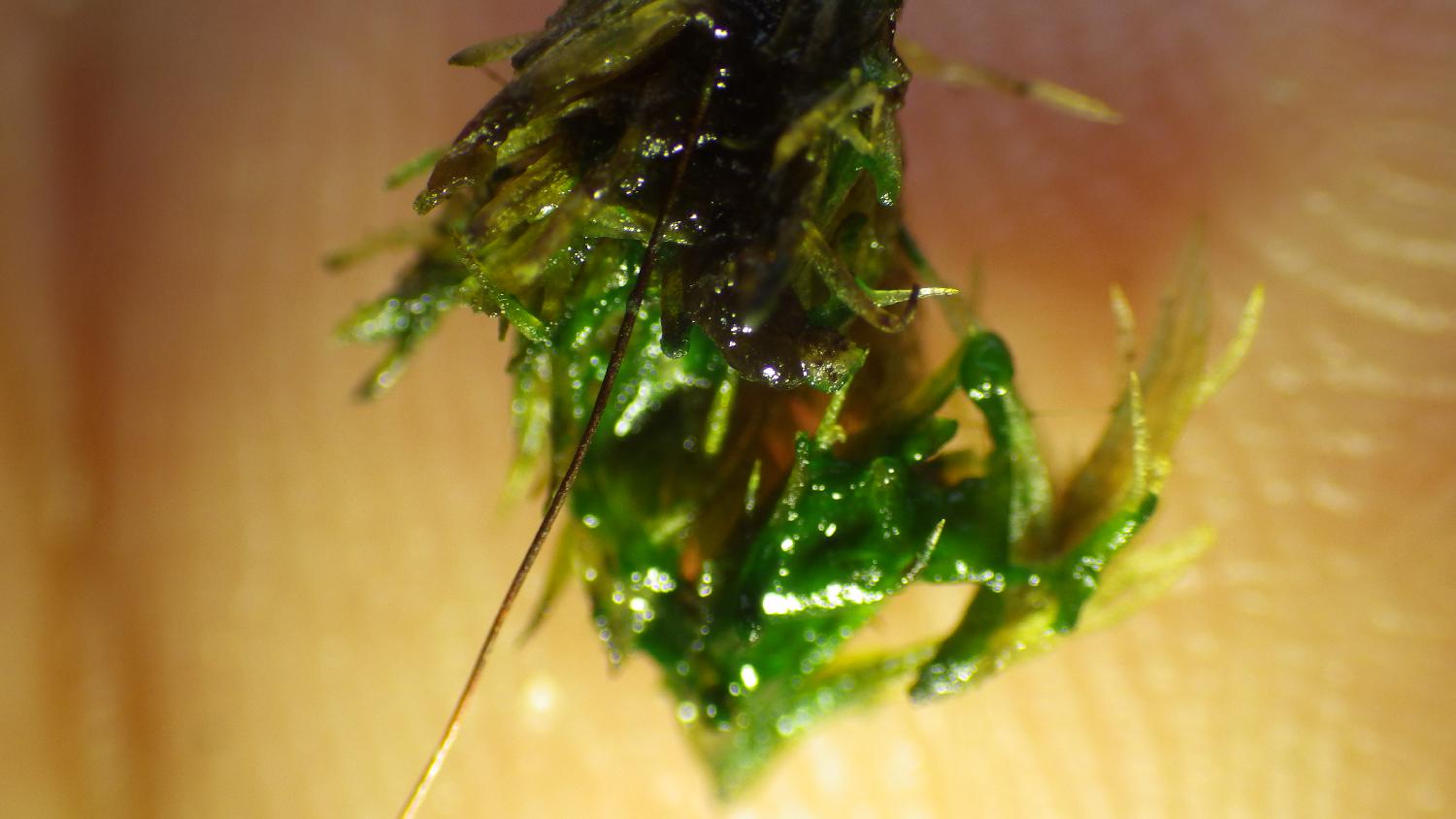 湿度が高くて？