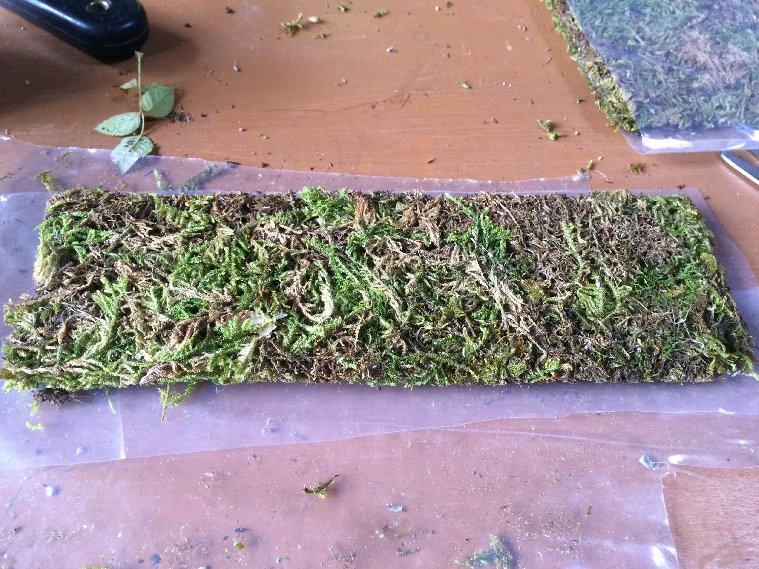 苔の苗　ドライシート