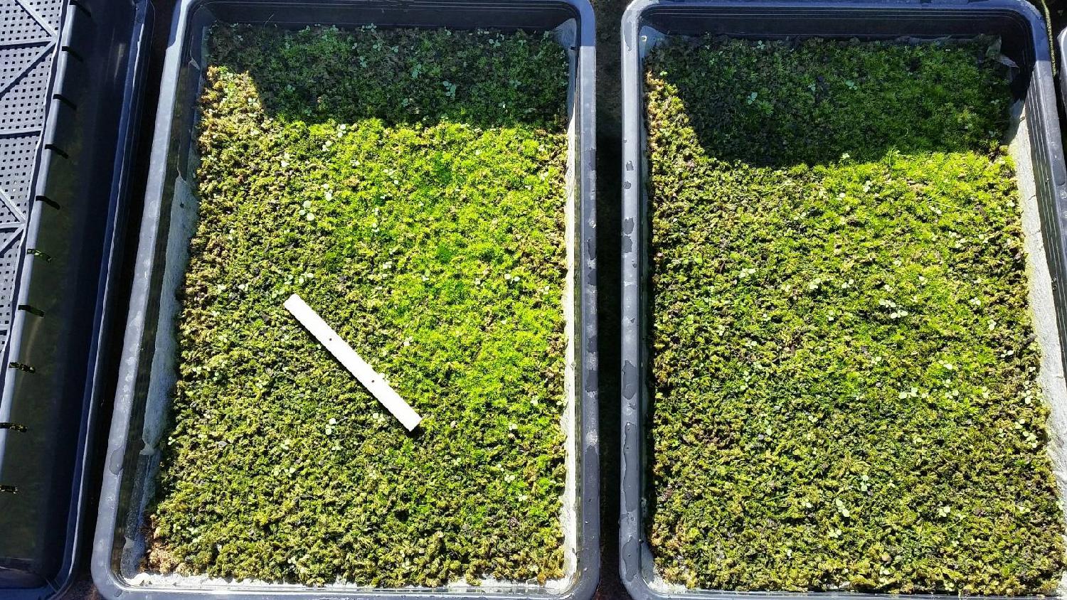 種まき紙　Seeding paper