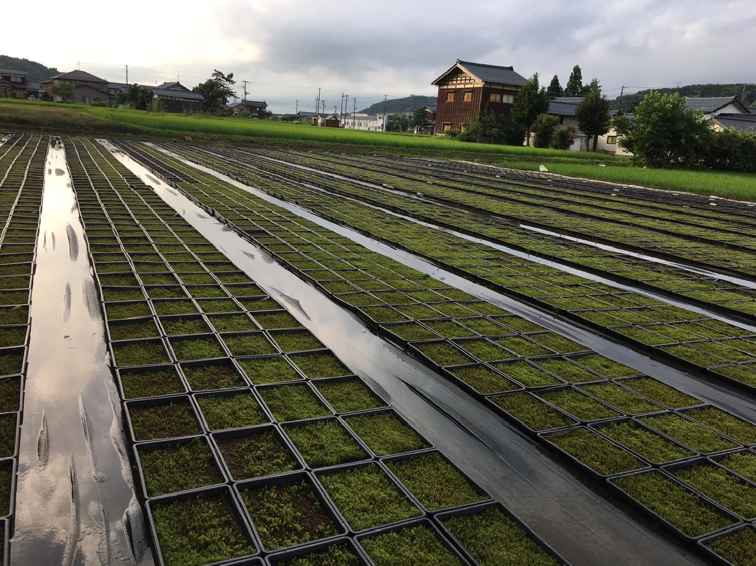 スギゴケ栽培を見学