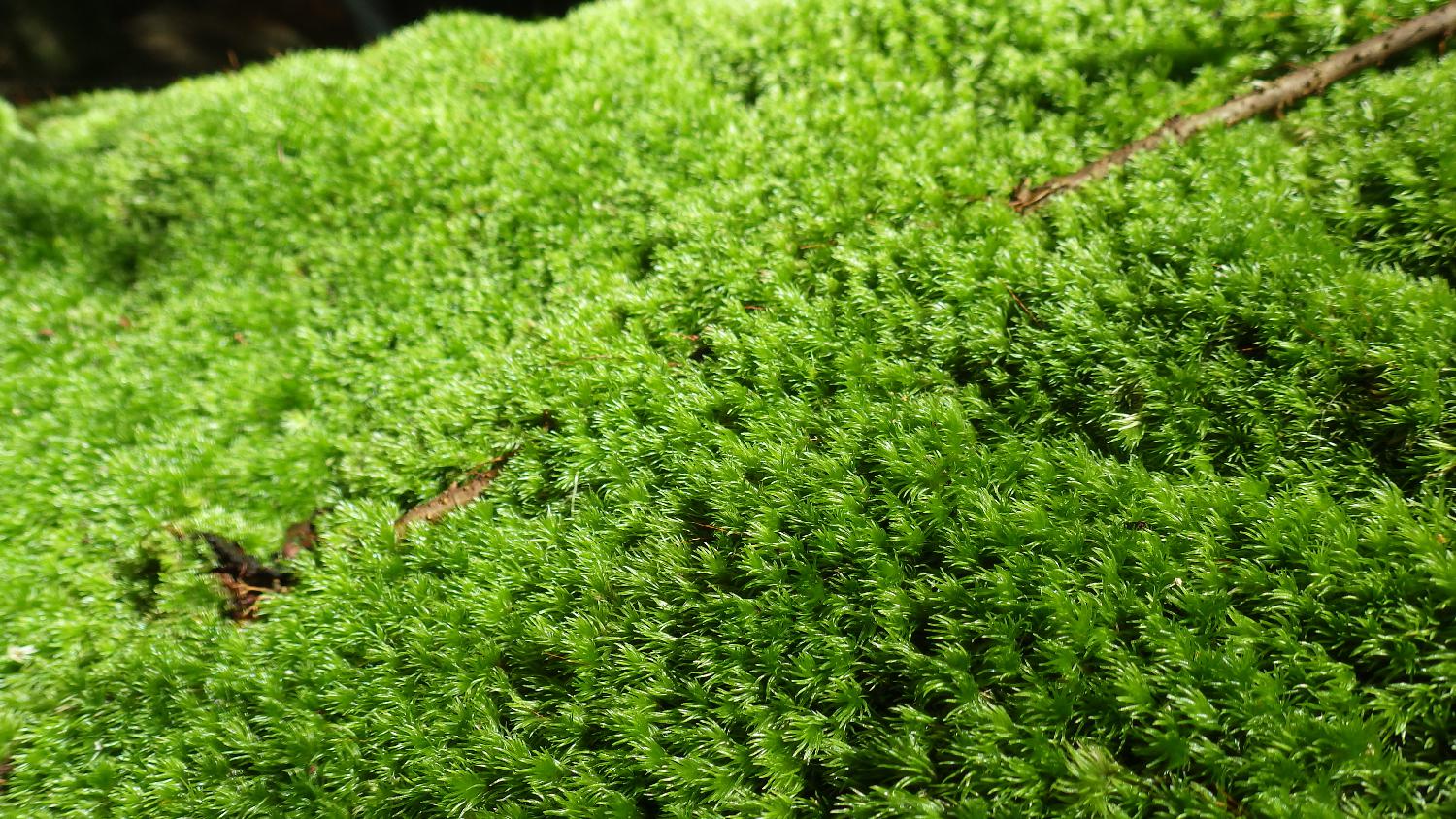 ホソバオキナゴケ