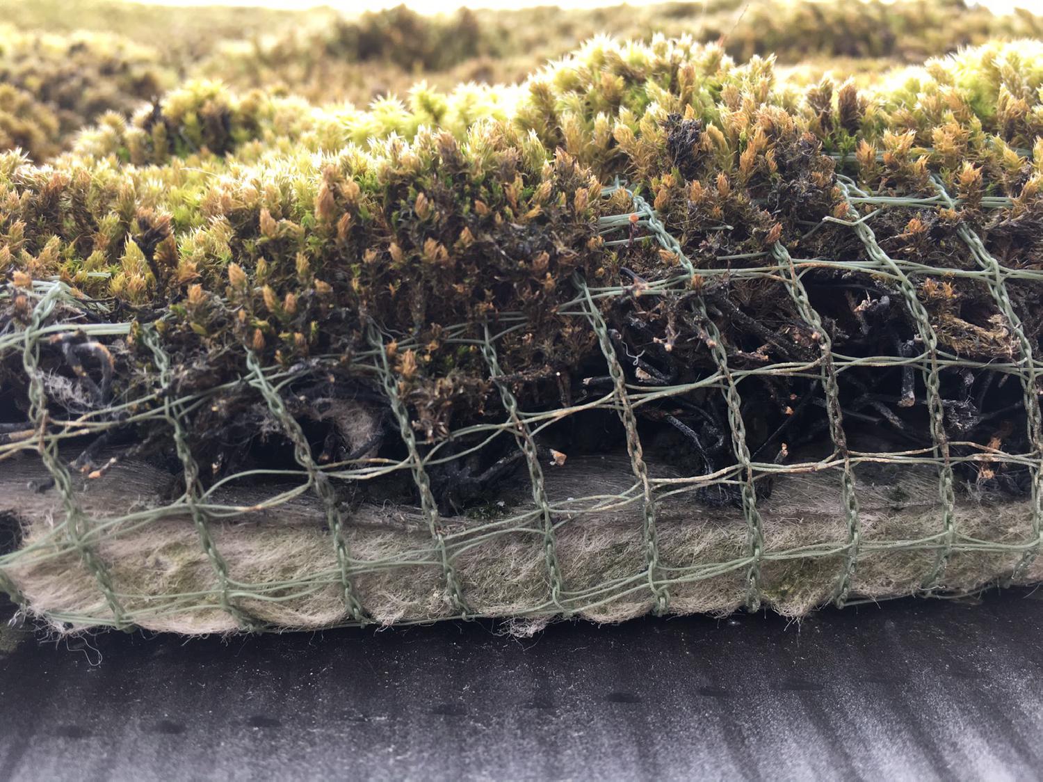 緑化における苔の利用