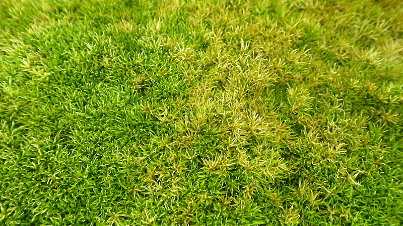 苔の色