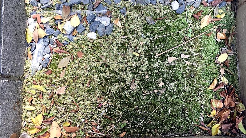 苔は根が無い植物